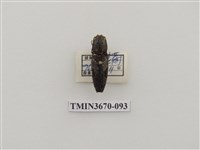 藏品(叩頭蟲(1))的圖片